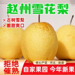 河北赵县雪花梨新鲜当季特级雪梨秋冬水果9斤整箱赵县雪梨包邮