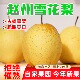 包邮 河北赵县雪花梨新鲜当季 特级雪梨秋冬水果9斤整箱赵县雪梨