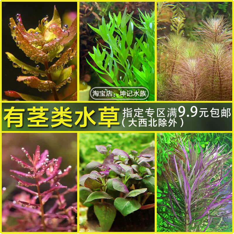 鱼缸造景水族箱装饰水草有茎中后景淡水活体古法养鱼水草植物组合