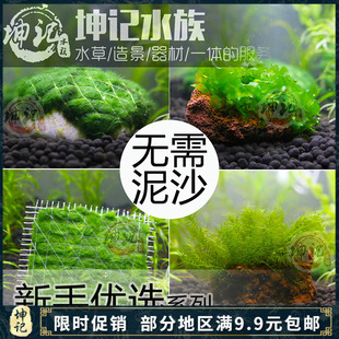 饰植物活体 水族箱装 无需泥沙 坤记水族鱼缸造景真水草莫斯石沉木