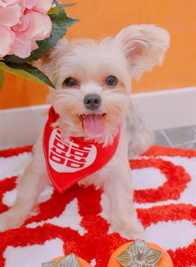 Wedding红色双喜萌宠围脖三角巾泰迪猫咪中小型犬口水巾结婚装扮