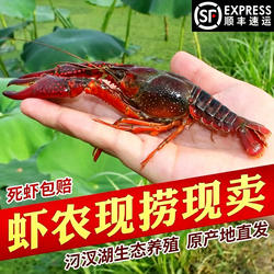 【活虾】湖北小龙虾鲜活潜江清水虾淡水活体特大新鲜青红壳虾顺丰