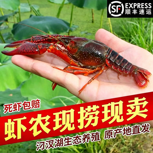 【活虾】湖北小龙虾鲜活潜江清水虾淡水活体特大新鲜青红壳虾顺丰