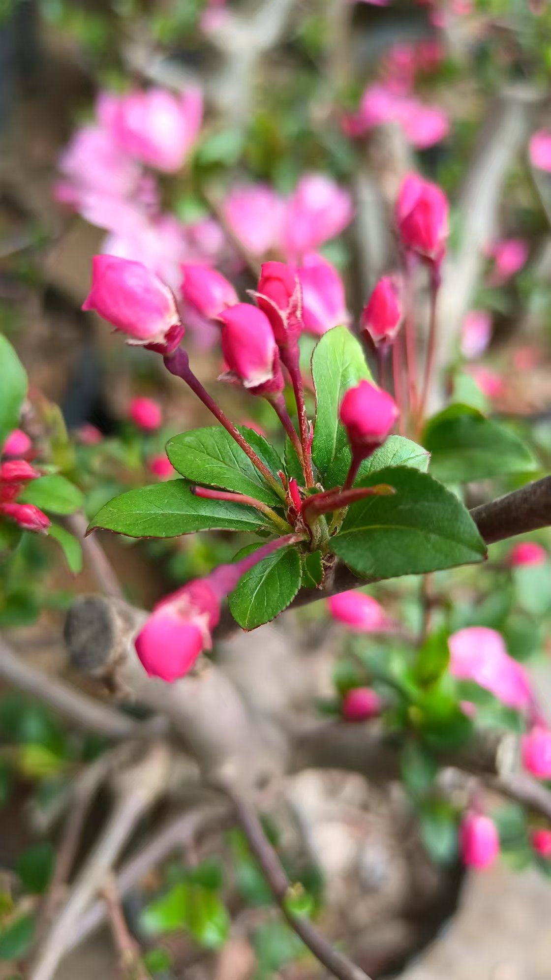 垂丝海棠树苗庭院耐寒植物室外地栽 盆栽海棠花,鲜花速递/花卉仿真/绿植园艺,绣球/木绣球/木本植物,淘宝优惠券,粉丝福利购,淘宝优惠卷