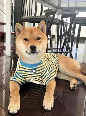狗狗春秋衣服棉弹力条纹可爱短袖宠物衣服猫咪比熊小型犬防掉毛