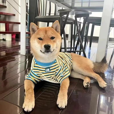 狗狗春秋衣服棉弹力条纹可爱短袖宠物衣服猫咪比熊小型犬防掉毛