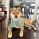 狗狗春秋衣服棉弹力条纹可爱短袖 宠物衣服猫咪比熊小型犬防掉毛