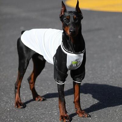 大型犬金毛拉布拉多网布透气轻薄