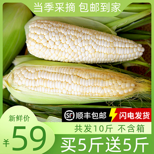 【顺丰包邮】广西忻城县现摘白糯玉米棒10斤装新鲜带叶爆浆甜棒子