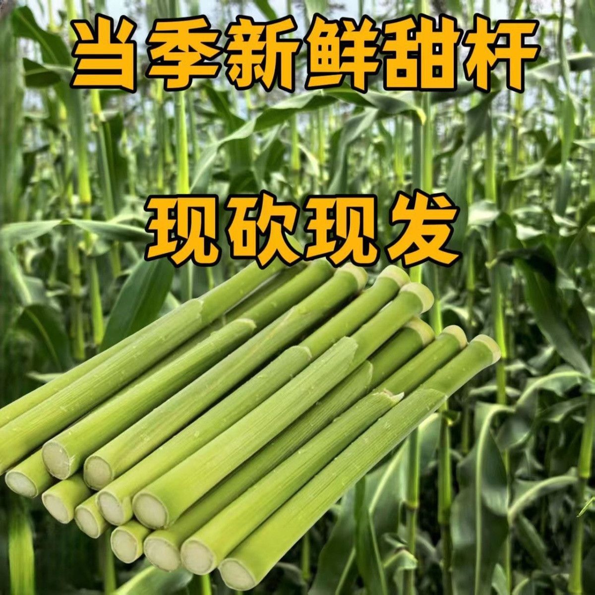东北新鲜甜杆小甘蔗青皮甜高粱杆