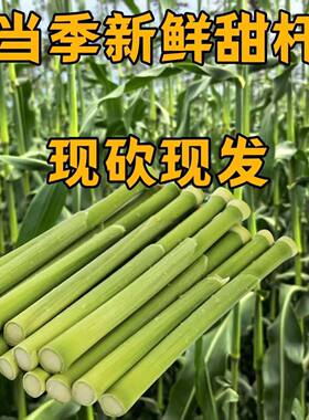 东北新鲜甜杆小甘蔗青皮甜高粱杆