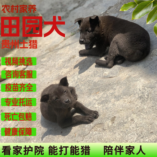 中华田园犬贵州土猎纯种五黑犬黄狗白面下司幼犬小狗精品活体宠物