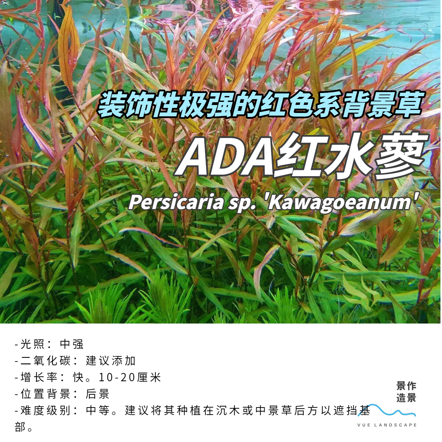 红水蓼ada造景水下叶荷兰景