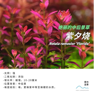 水下叶水草佛罗里达紫夕烧水族造景背景草