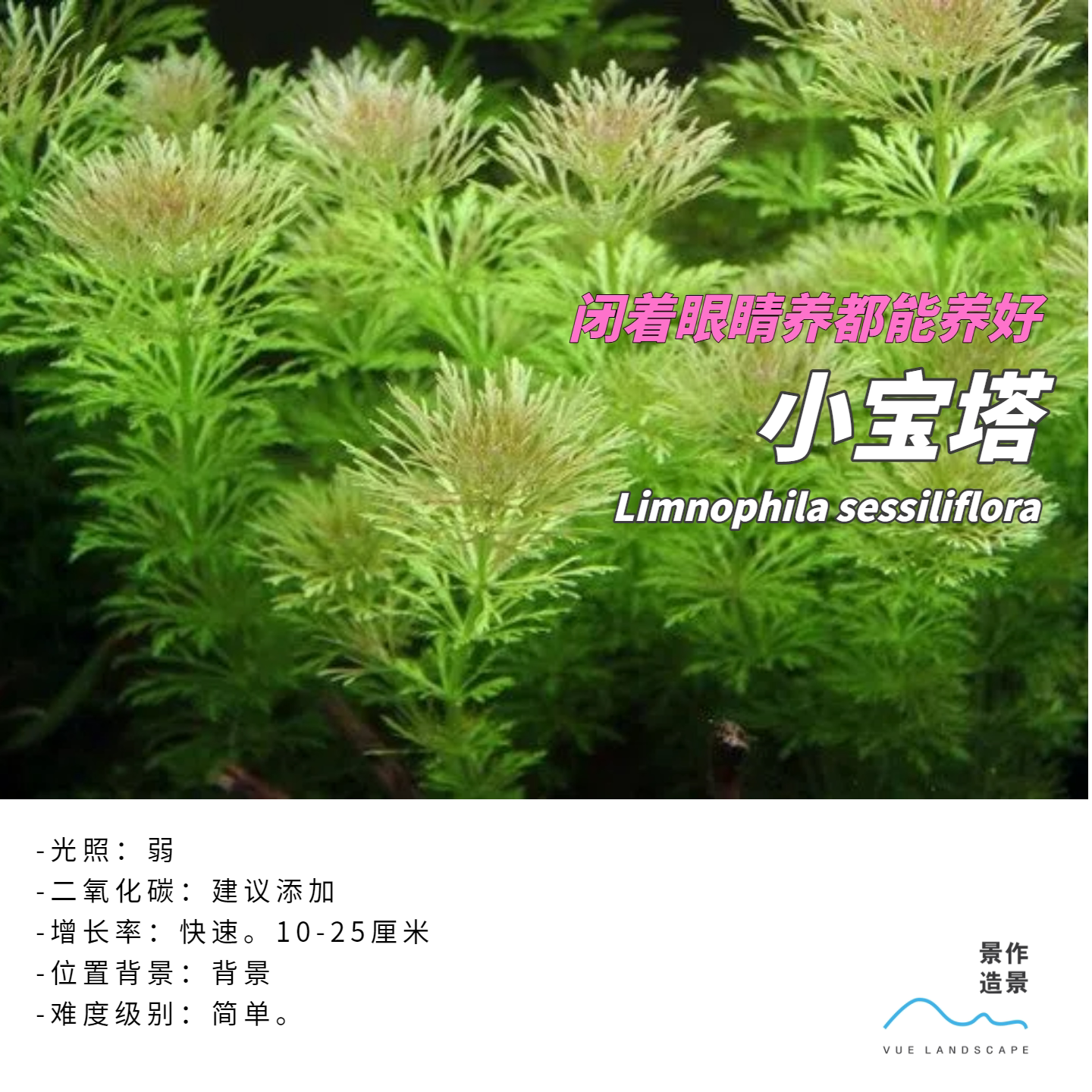 小宝塔水下叶背景水草造景