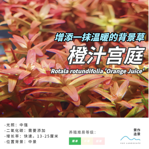橙汁宫庭Rotala rotundifolia 'Orange Juice水下叶后景水草造景