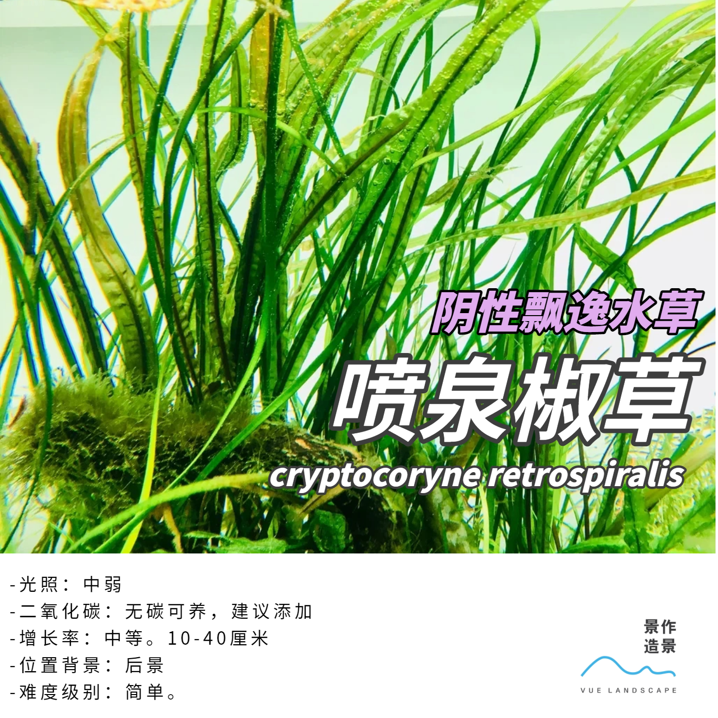 喷泉椒草缎带椒草水下叶阴性草后景草水草造景