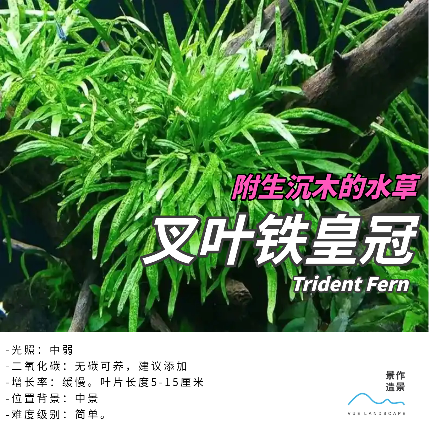 叉叶铁皇冠水草阴性免种造景