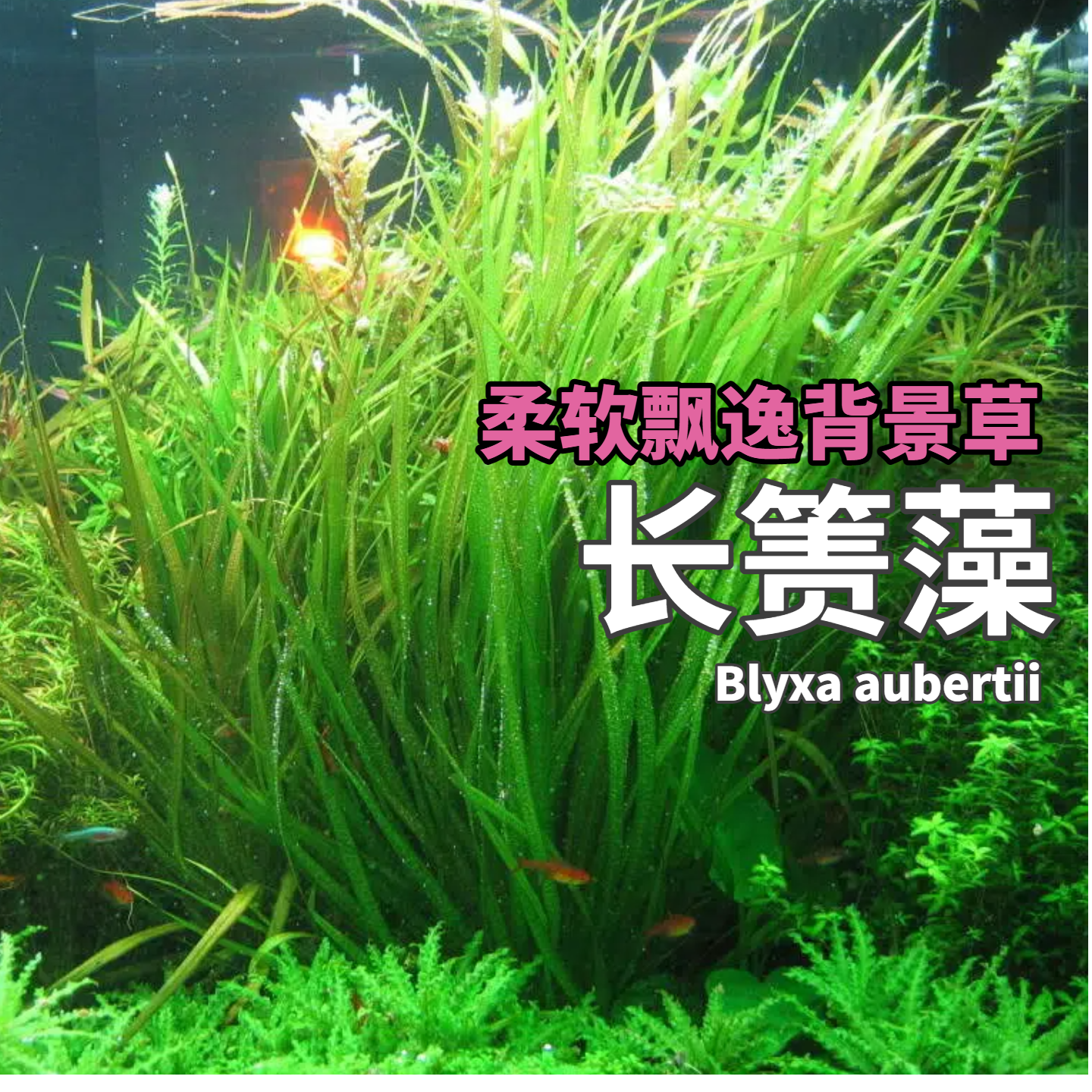 日本长箦藻背景草水草造景