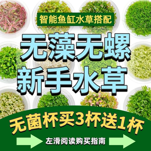 无菌杯水草荷兰无螺无藻新手小米当贝尼特利智能鱼缸生态古法造景