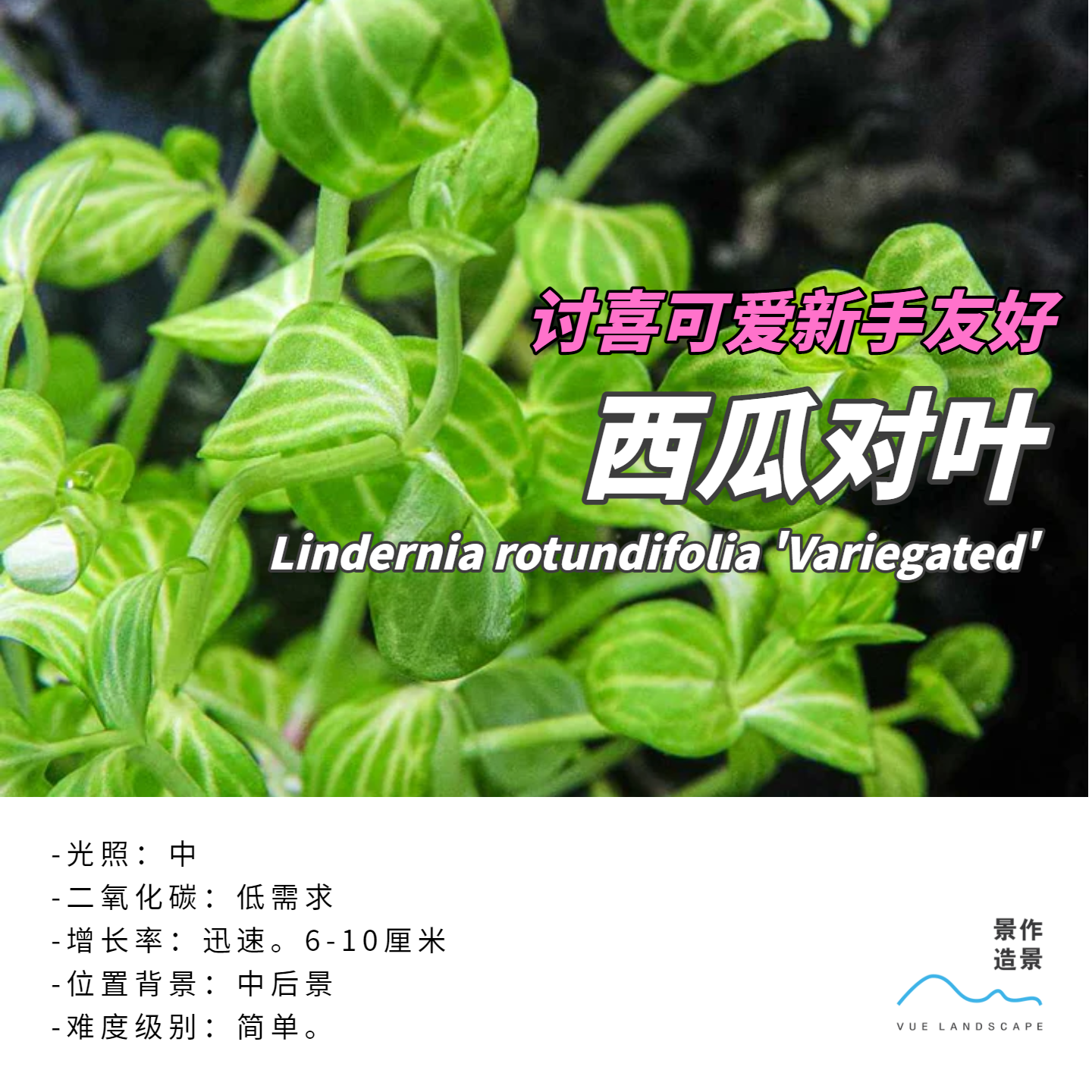 水下叶新手无碳可养水草西瓜对叶背景草水族造景