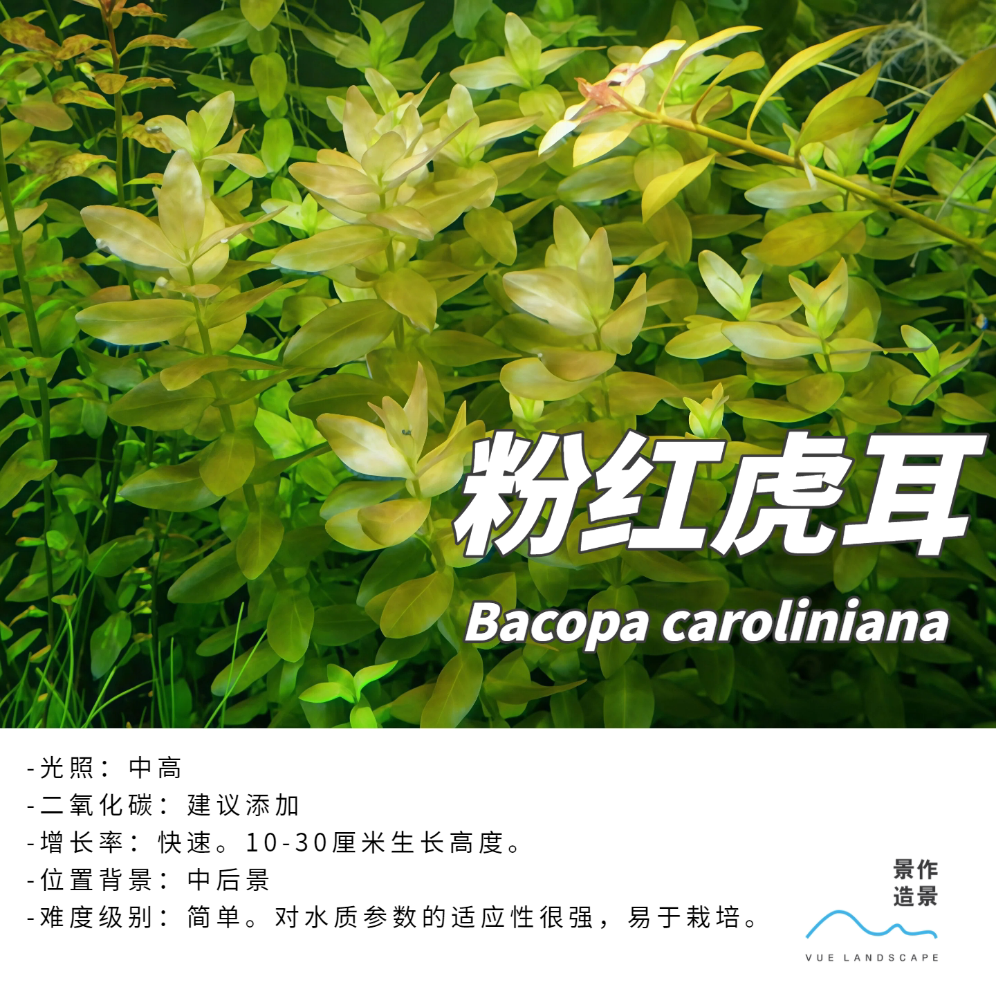 粉红虎耳水下叶水草水族造景