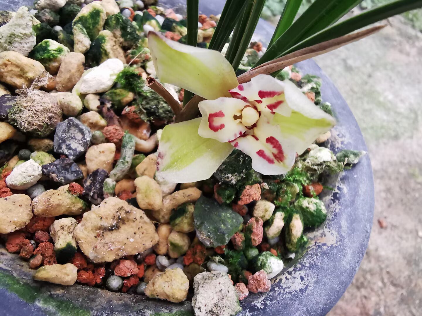 兰花春兰边草艺黄荷三星蝶花上艺一苗25元