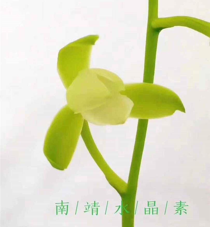 兰花建兰水晶素荷型秋之雪一苗80元