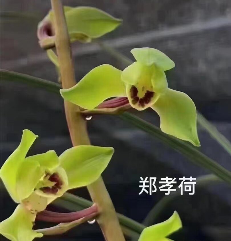 兰花苗惠兰兰八大品之 郑孝荷荷瓣爱开花 阳台绿植 浓香一苗60元