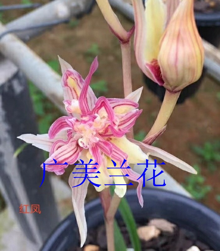 花卉兰花寒兰红花红奇花斑艺红凤一苗80元