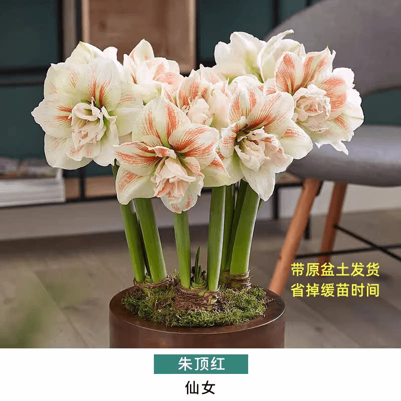 荷兰 仙女/女神朱顶红种球苗 多年生球根花卉耐热