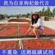 小枸杞子无熏硫无染色自产自销宁夏苟杞农家正宗中宁红苟产地直发