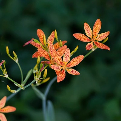 射干种子易种活黑莓百合乌扇乌蒲材种籽多年生耐荫盆栽春秋播