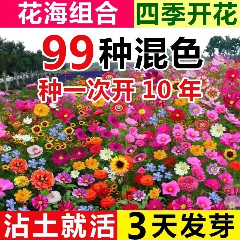 四季野花组合花海种子格桑花太阳百日草蜀葵波斯菊室外花种籽大全
