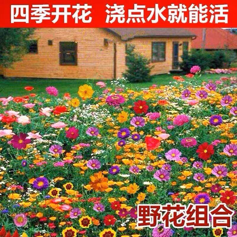 花种子大全花子庭院花籽一年四季都开花室外凤仙花种籽蜀葵花种孑