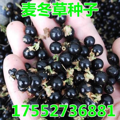 麦冬草种子秋冬播种绿化常青