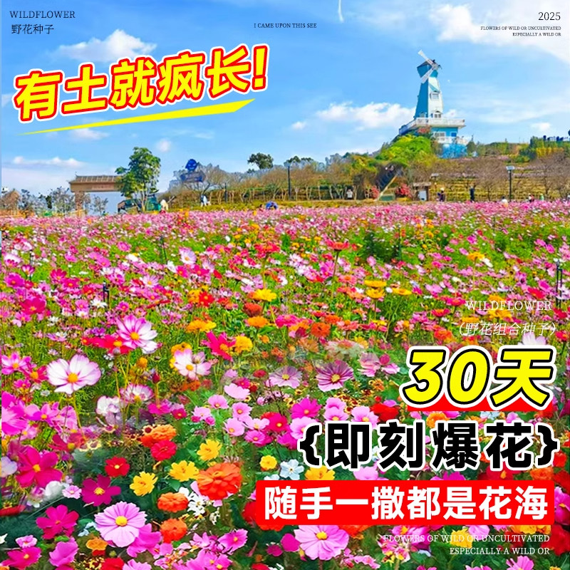 格桑花花种籽子四季播种开花波斯菊庭院花卉种子七彩野花组合花籽