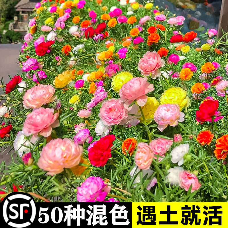 野花组合花种子室外花种籽子四季播种开花向日葵庭院格桑花种大全