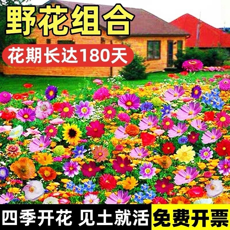 野花组合花种子草坪草花种籽子四季播种开花花格桑花籽太阳花种孑
