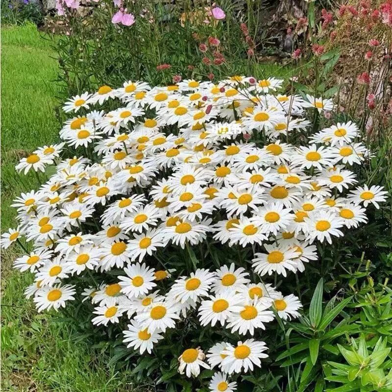 大滨菊种子四季花种籽子菊花盆栽阳台鲜花种子秋天种的花院子花卉