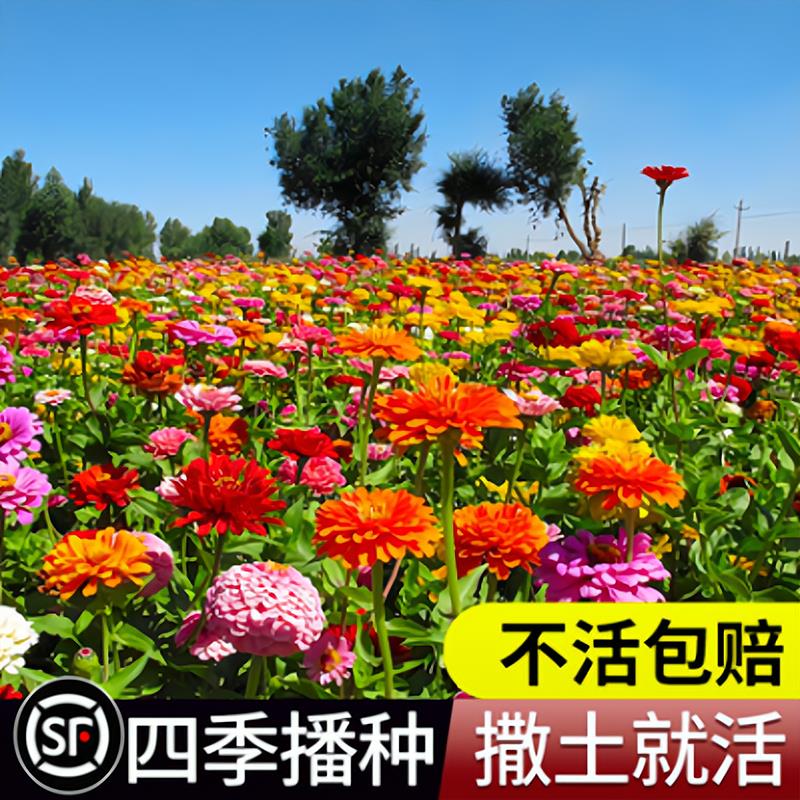 庭院室外易活野花组合格桑花花种子籽子四季播种开花卉波斯菊花籽