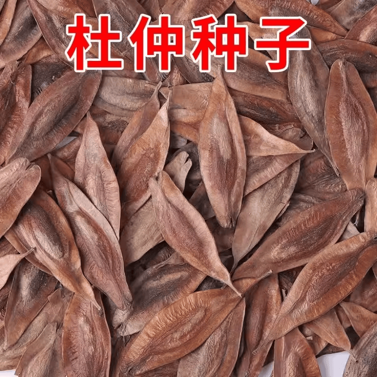 当年新采杜仲树籽 中药材 优质散装秋季春季播种绿化植物林木种子