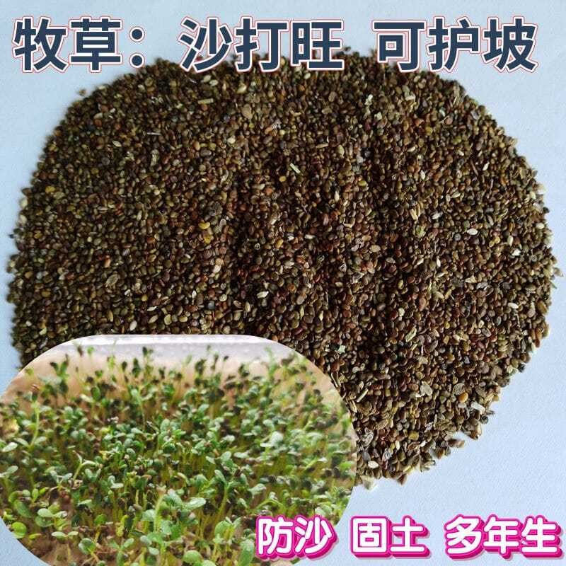 沙打旺种子 多年生牧草 绿肥草 护坡草 耐寒耐旱耐盐碱进口种子
