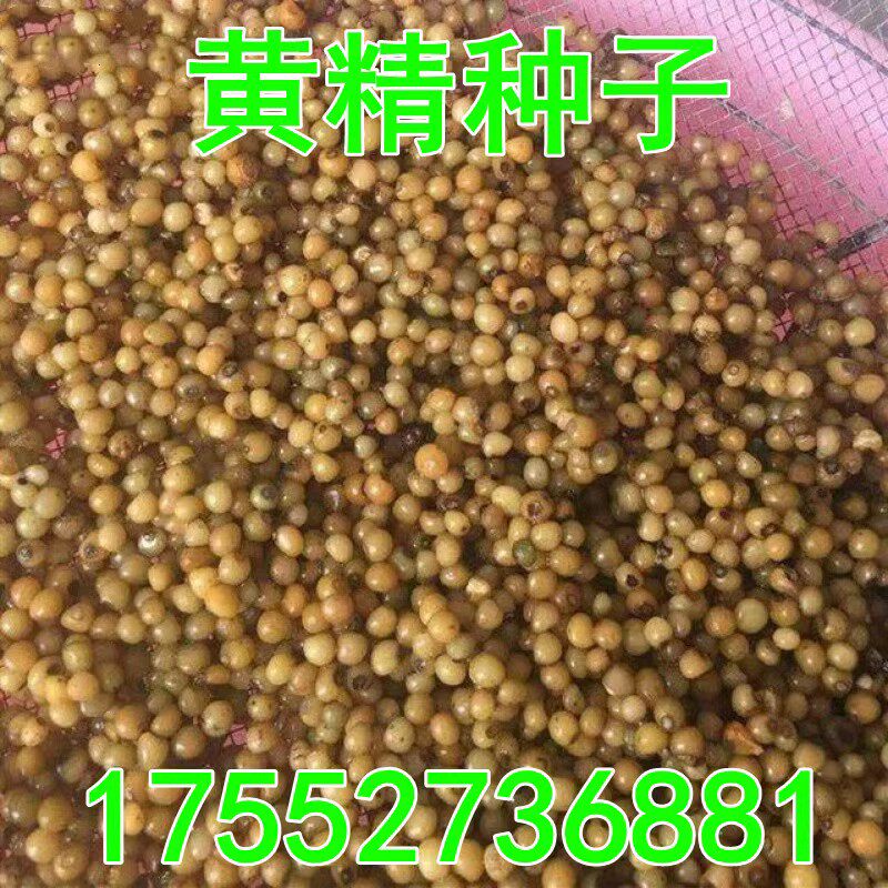 黄精种子 药材种籽云南滇黄精鸡头精黄精种籽 老虎姜新鲜黄精种籽