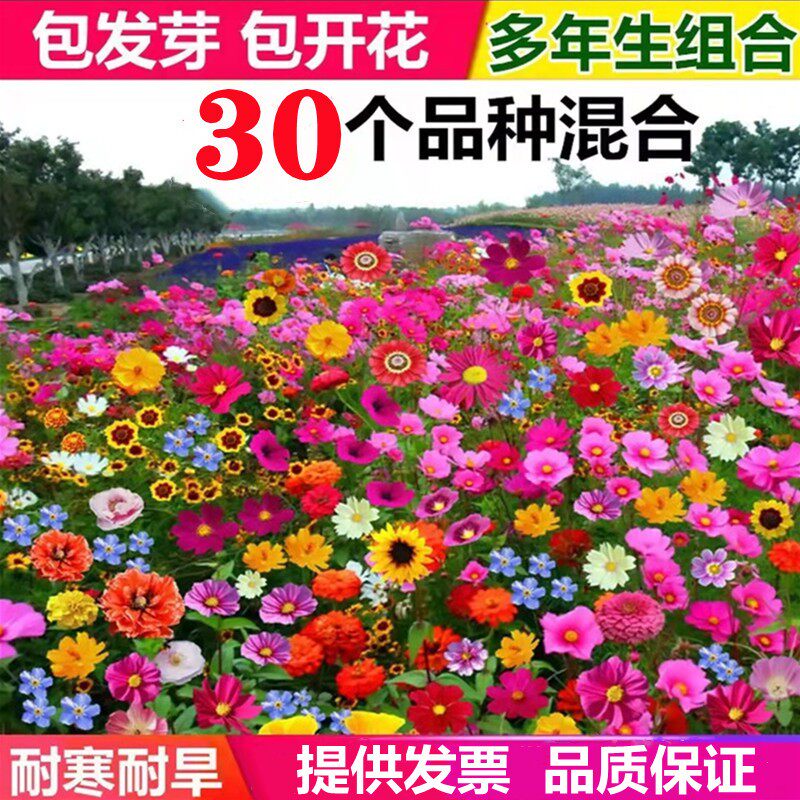 野花组合四季开花庭院花种籽子适合春天种的花籽鲜花种子花卉种孑