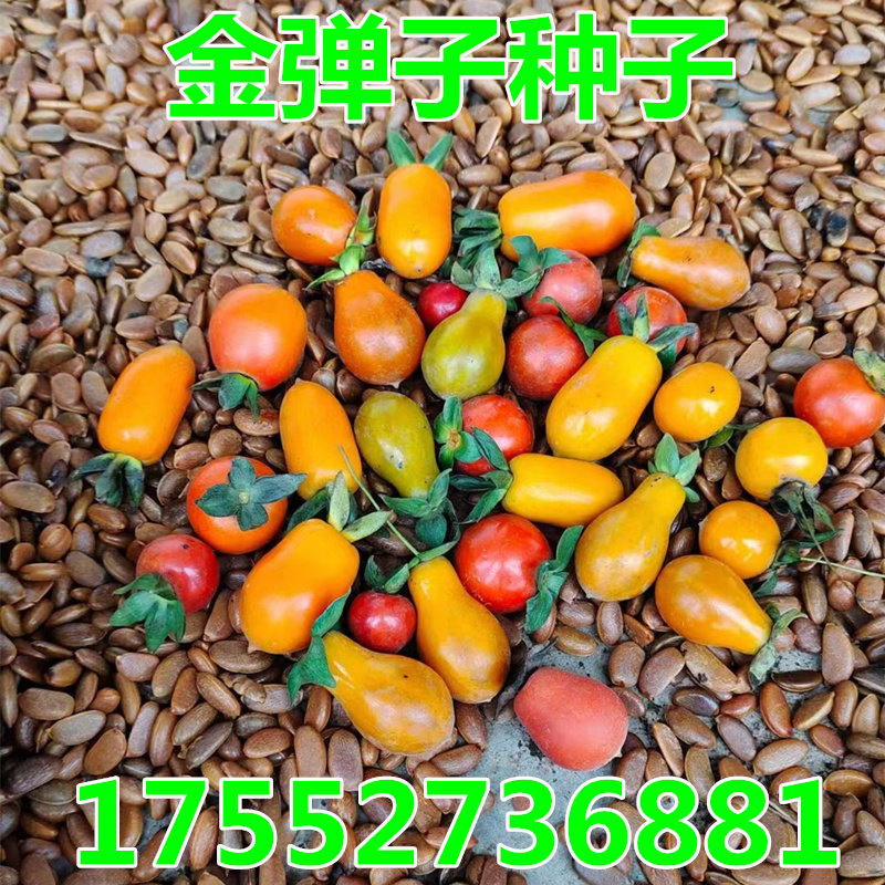 新采金弹子种子鸡血红 老鸦柿种家庭园艺种子