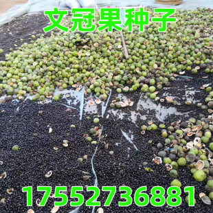 精选新采文冠果树籽 食用野生 散装观花风景树绿化植物 林木种子