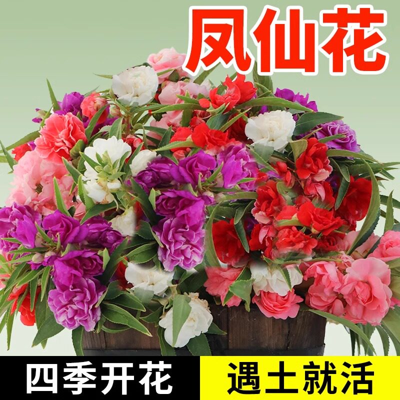 重瓣凤仙花种籽子四季播种开花卉种植阳台庭院盆栽室外指甲花种子