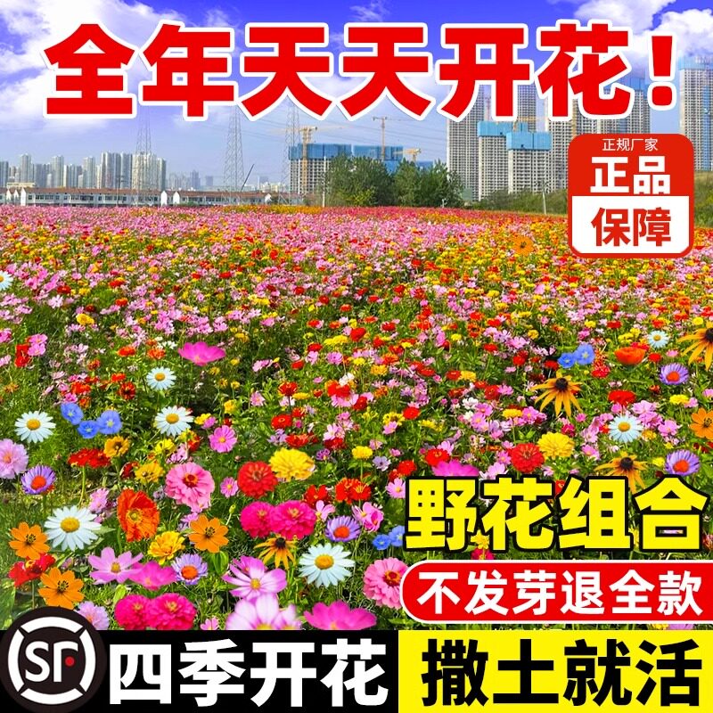 耐寒多年矮生野花组合波斯菊种子四季易种格桑花籽庭院室外百日草