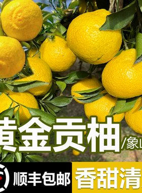 顺丰包邮湖南怀化黄金贡柚应季新鲜水果春香橘柚小柚子象山青香甜